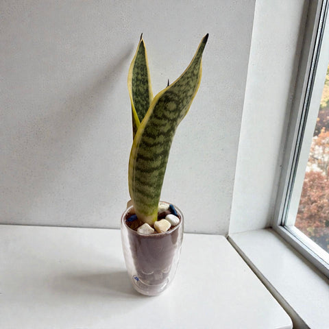 Sanseveria 5