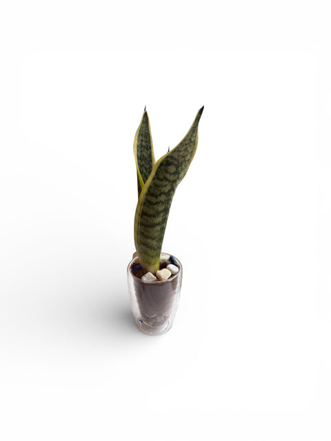 Sanseveria 5