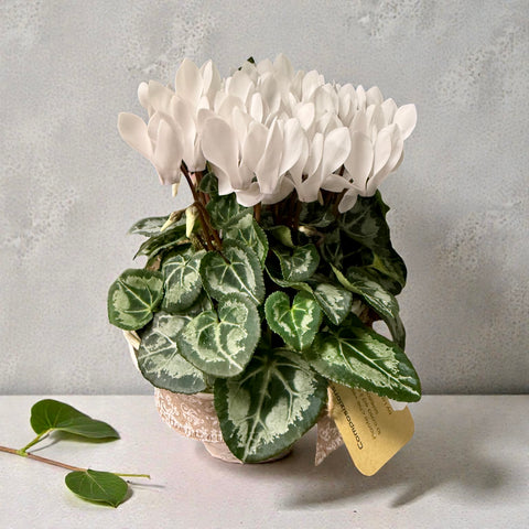 ciclamino bianco
