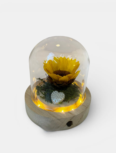 girasole stabilizzato in campana illuminata