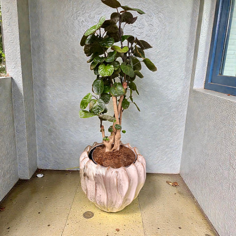 Polyscias grande con vaso in ceramica