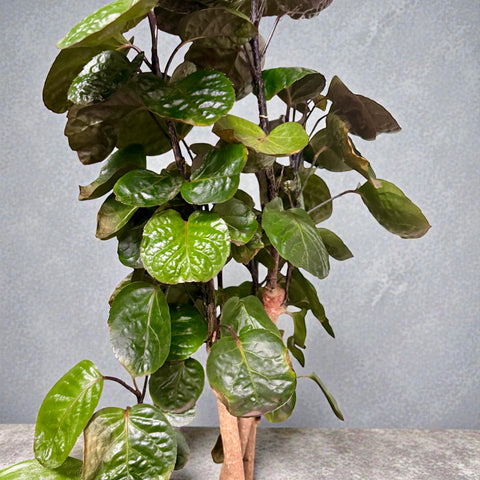 Polyscias grande con vaso in ceramica