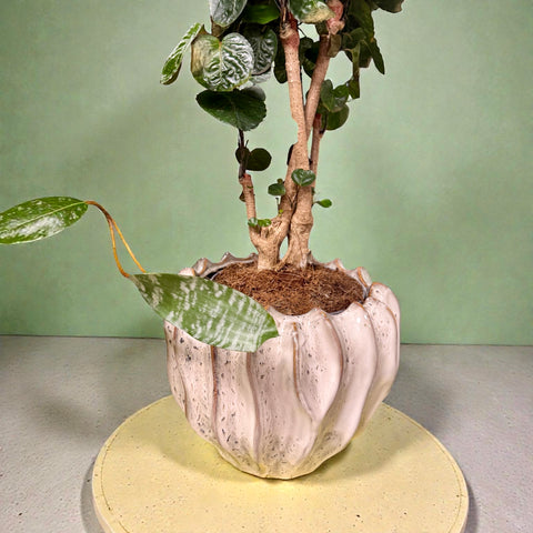 Polyscias grande con vaso in ceramica