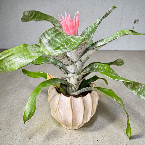Aechmea vaso in ceramica