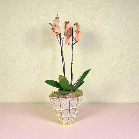 Orchidea rosa con vaso in ceramica