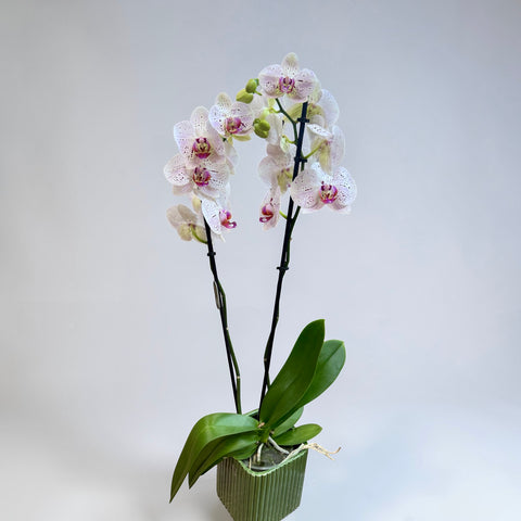 Orchidea pois