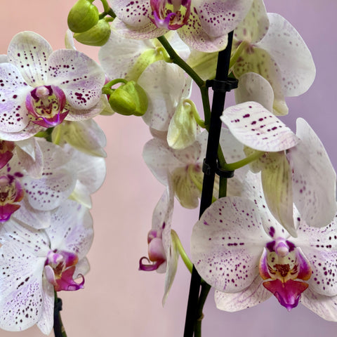 Orchidea pois