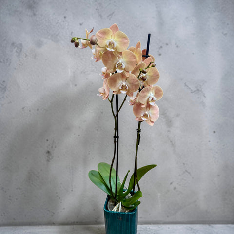 Orchidea salmone chiaro