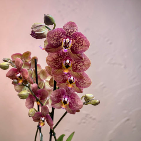 Orchidea violetta screziata