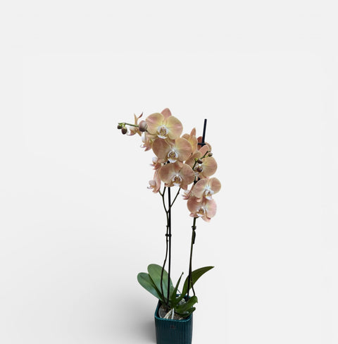 Orchidea salmone chiaro