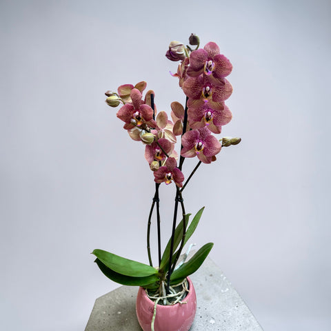 Orchidea violetta screziata