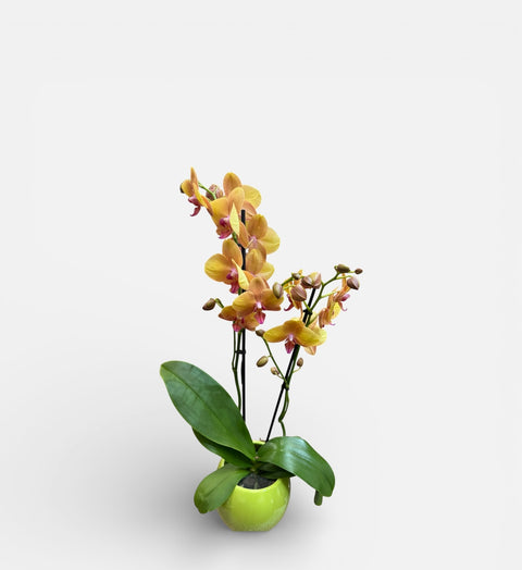 Orchidea arancio
