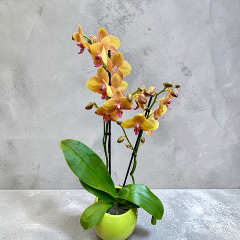 Orchidea arancio