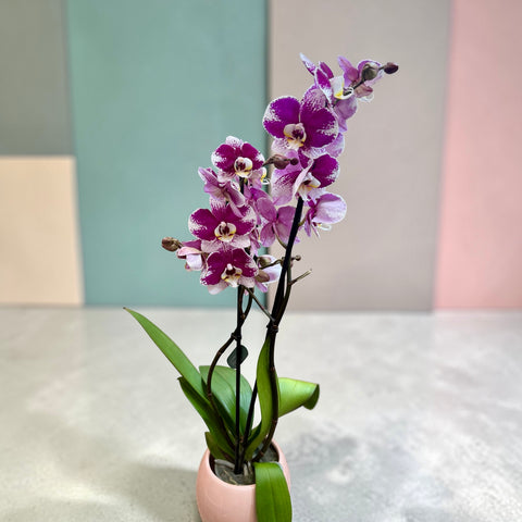 Orchidea viola screziata