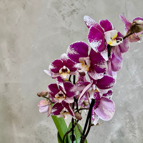 Orchidea viola screziata