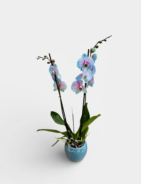 Orchidea venata turchese e lilla