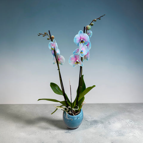Orchidea venata turchese e lilla