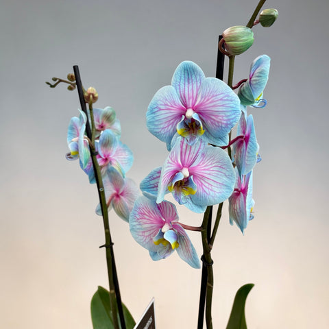 Orchidea venata turchese e lilla