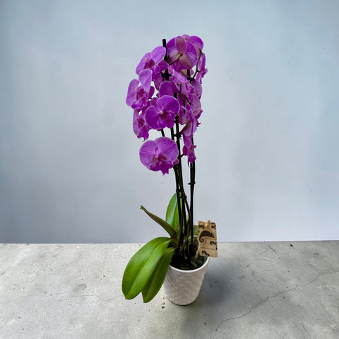 Orchidea violetta