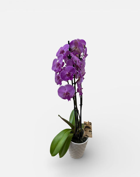 Orchidea violetta