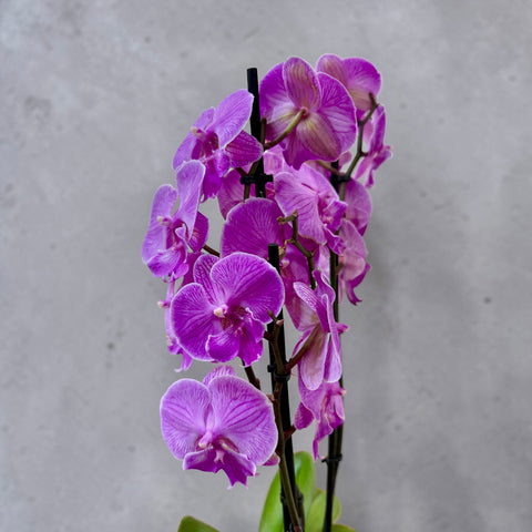 Orchidea violetta