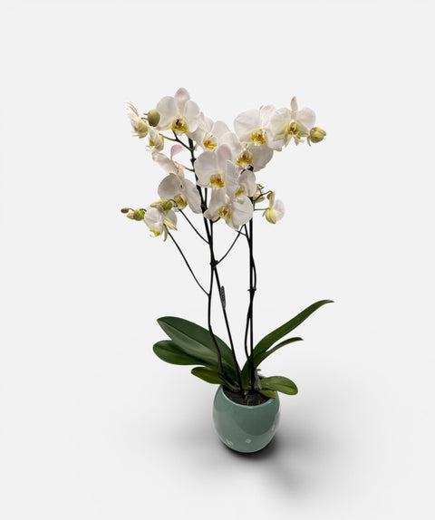 Orchidea bianca 2