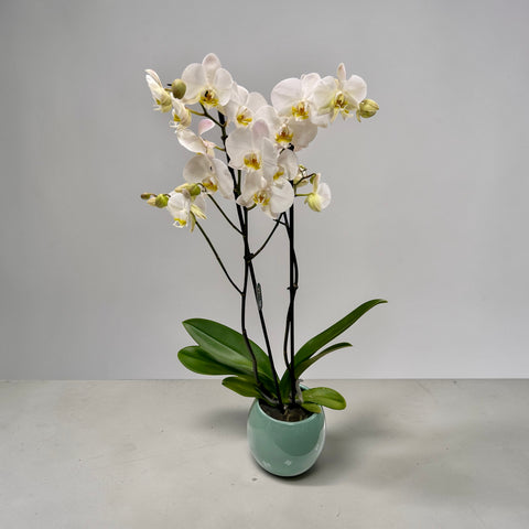 Orchidea bianca 2