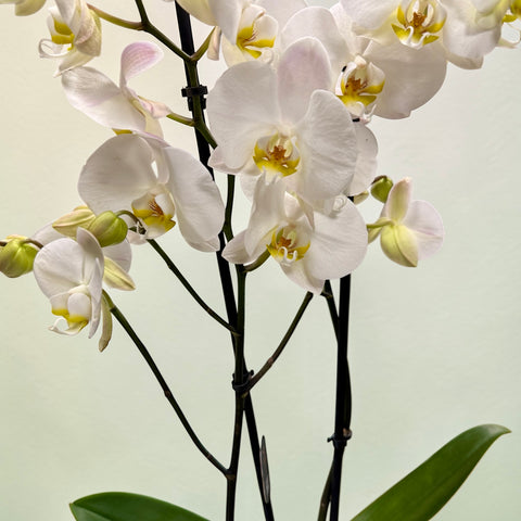 Orchidea bianca 2