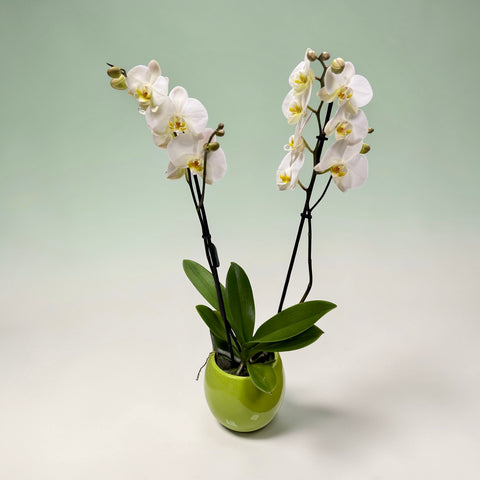 Orchidea bianca 5