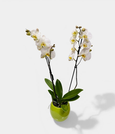 Orchidea bianca 5