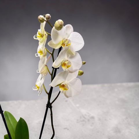 Orchidea bianca 5