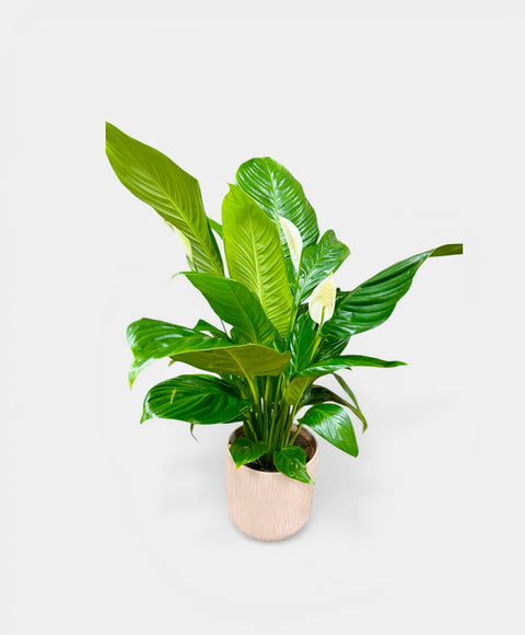 Spathiphyllum con vaso