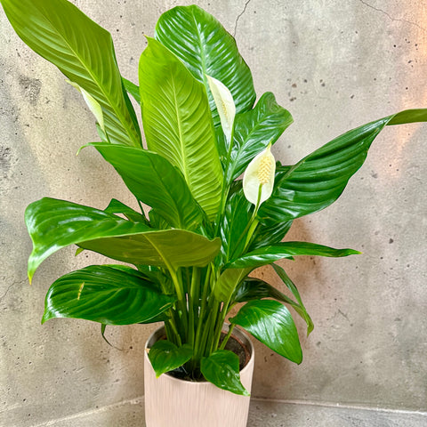 Spathiphyllum con vaso