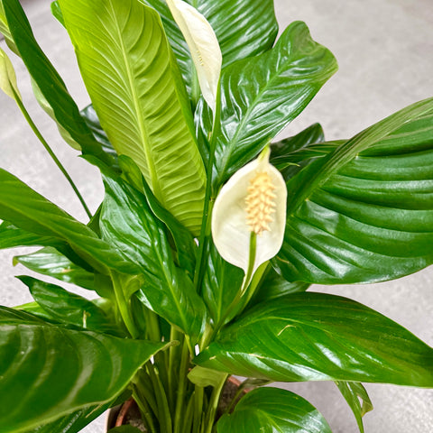 Spathiphyllum con vaso