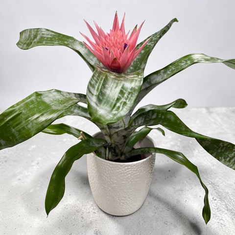 Aechmea vaso