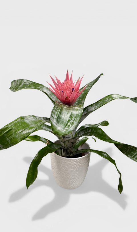 Aechmea vaso
