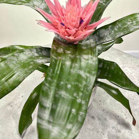 Aechmea vaso