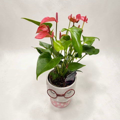 Anthurium  vasetto occhiali