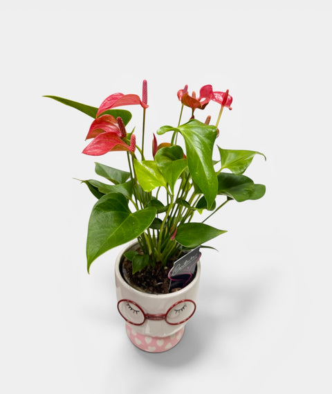 Anthurium  vasetto occhiali