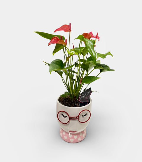 Anthurium  vasetto occhiali