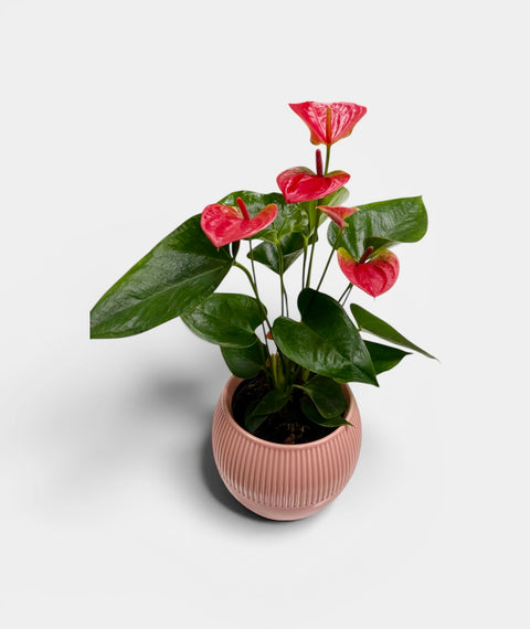 Anthurium con il suo vaso