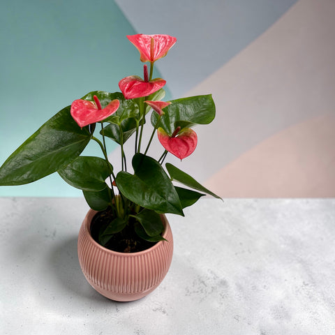 Anthurium con il suo vaso