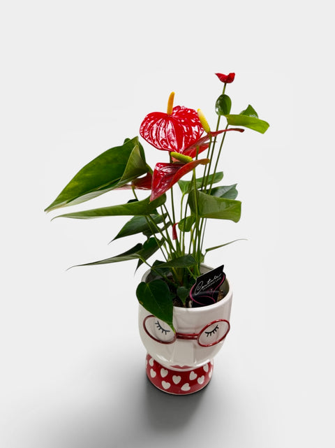 Anthurium rosso vasetto occhiali