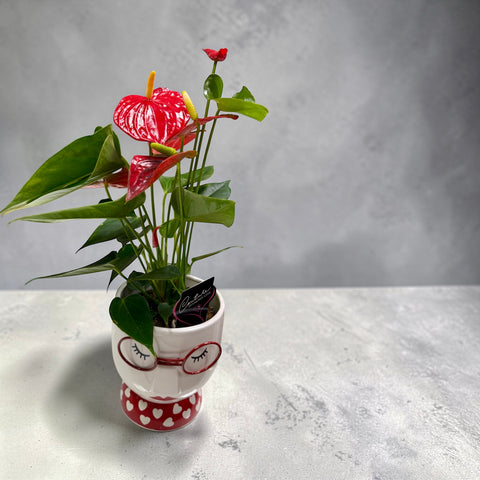 Anthurium rosso vasetto occhiali