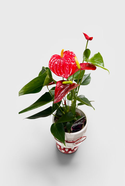 Anthurium rosso vasetto occhiali