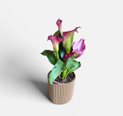 pianta di calle rosa