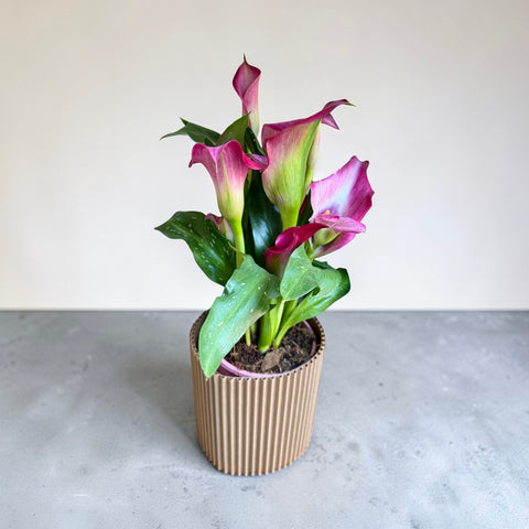 pianta di calle rosa