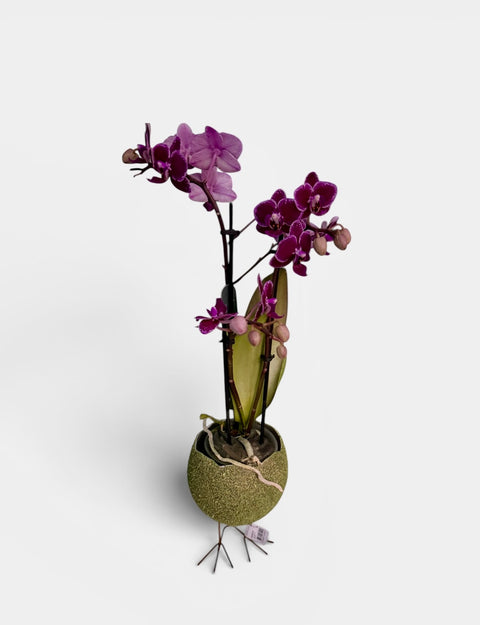 Orchidea piccola vaso pasquale - violetta