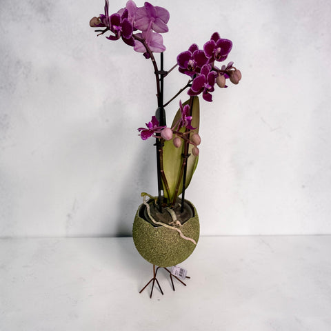 Orchidea piccola vaso pasquale - violetta