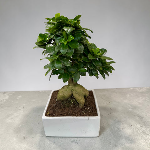 Bonsai Ginseng - vero